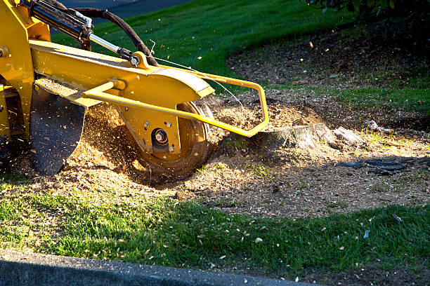 Best Arborist Consultation Services  in Le Roy, IL
