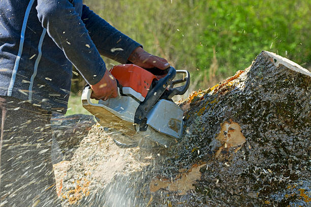 Best Palm Tree Trimming  in Le Roy, IL